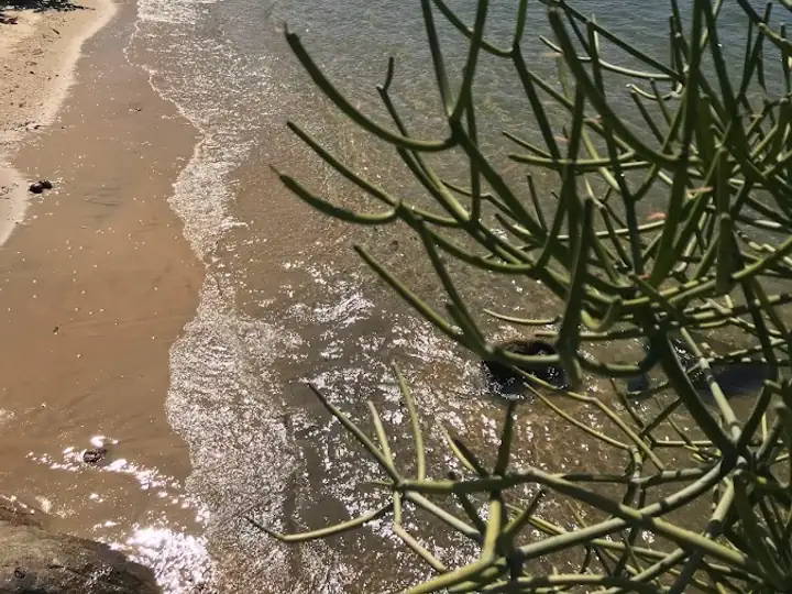 Praia das Tartarugas